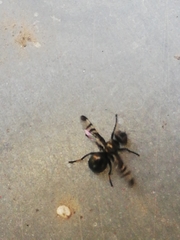 Rivellia syngenesiae