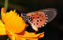 Acraea neobule neobule