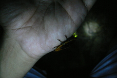 Lamprigera