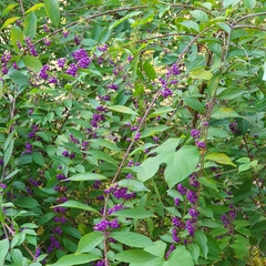Callicarpa dichotoma