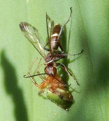 Araneus apricus