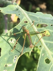 Leptophyes punctatissima