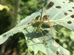 Leptophyes punctatissima