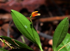 Specklinia striata