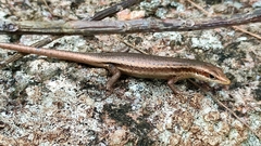 Trachylepis sechellensis