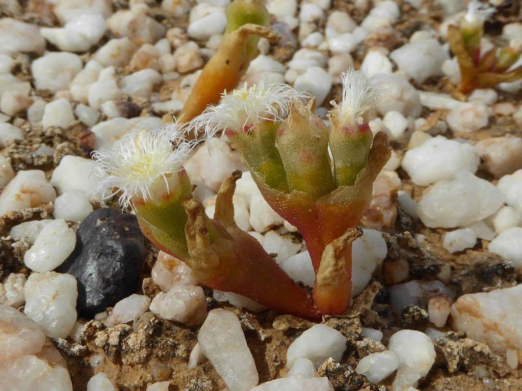 Mesembryanthemum fastigiatum, Unnamed Road, West Coast DC