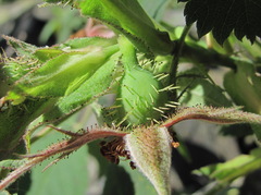 Rosa pubicaulis
