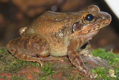 Amboli Leaping Frog photo 4