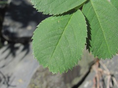 Rosa pubicaulis