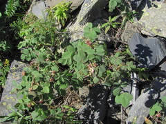 Rosa pubicaulis