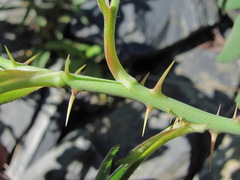 Rosa pubicaulis