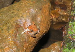 Micrixalus uttaraghati