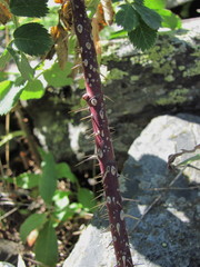 Rosa pubicaulis