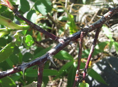 Rosa pubicaulis