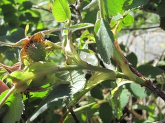 Rosa pubicaulis
