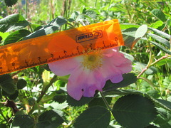 Rosa pubicaulis