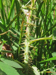 Rosa pubicaulis