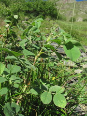 Rosa pubicaulis