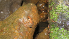 Micrixalus uttaraghati