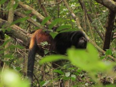 Leontopithecus chrysopygus