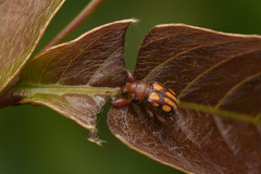 Paramecolabus discolor