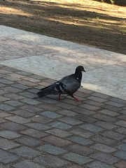 Columba livia domestica