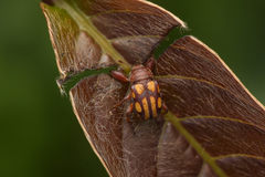 Paramecolabus discolor
