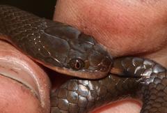 Common Brown Water Snake photo 5