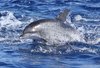 Atlantic Spotted Dolphin - Photo (c) Luca Boscain, some rights reserved (CC BY-NC), uploaded by Luca Boscain