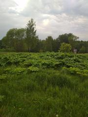 Heracleum sosnowskyi