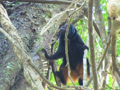 Leontopithecus chrysopygus