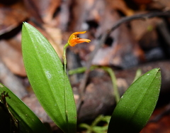 Specklinia striata
