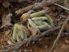 Crassula barbata barbata