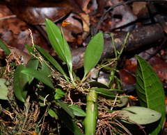 Specklinia striata