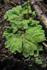Riccia glauca