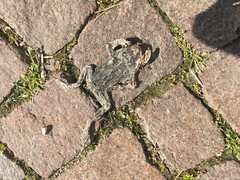 Bufotes viridis viridis