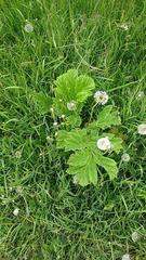 Heracleum sosnowskyi
