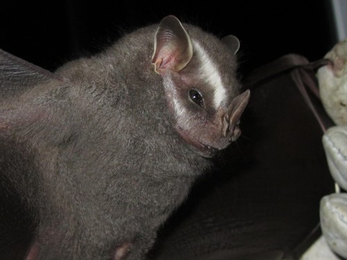Brazilian Big-eyed Bat