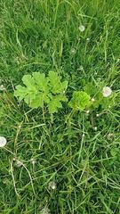 Heracleum sosnowskyi
