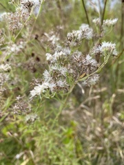Eupatorium mohrii
