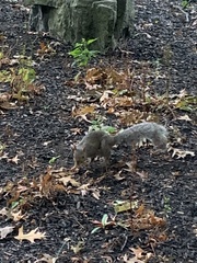 Sciurus carolinensis