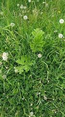Heracleum sosnowskyi