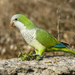 Monk Parakeet - Photo (c) Juan Emilio, some rights reserved (CC BY-SA)