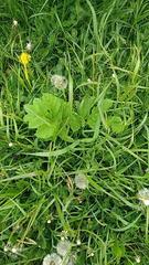 Heracleum sosnowskyi