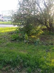 Heracleum sosnowskyi