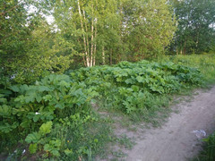Heracleum sosnowskyi