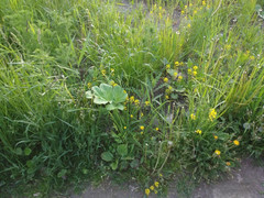 Heracleum sosnowskyi