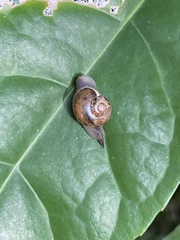 Kerkophorus