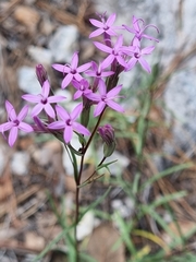 Carphochaete wislizeni