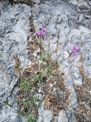 Carphochaete wislizeni